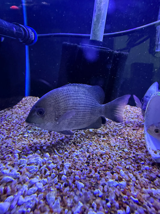 Paretroplus menarambo
Pinstripe Damba Cichlid