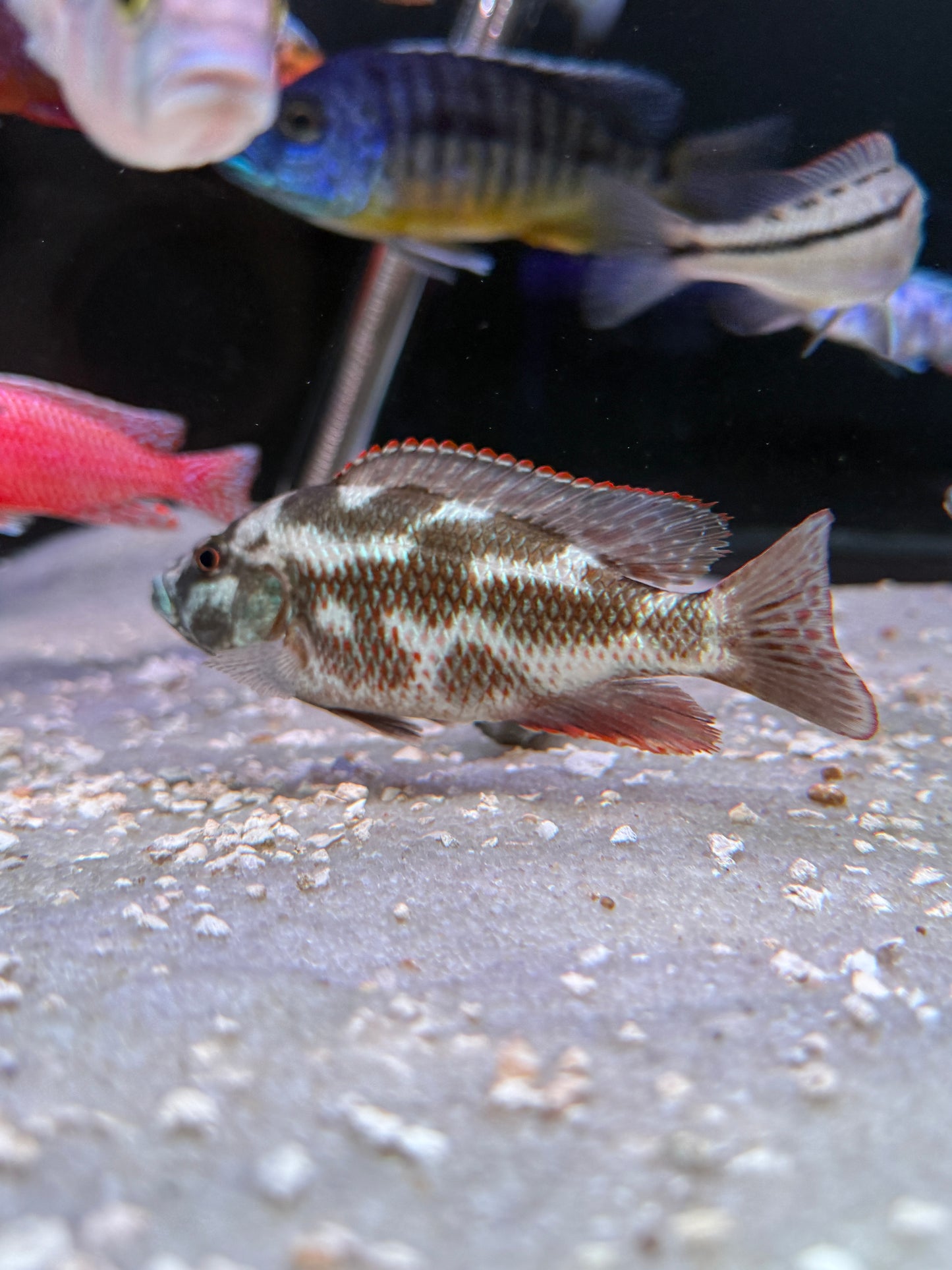 Livingston’s Cichlid (Nimbochromis Livingstonii)