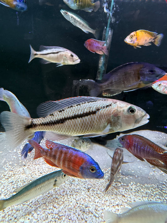 Aristochromis christyi
Malawi Hawk