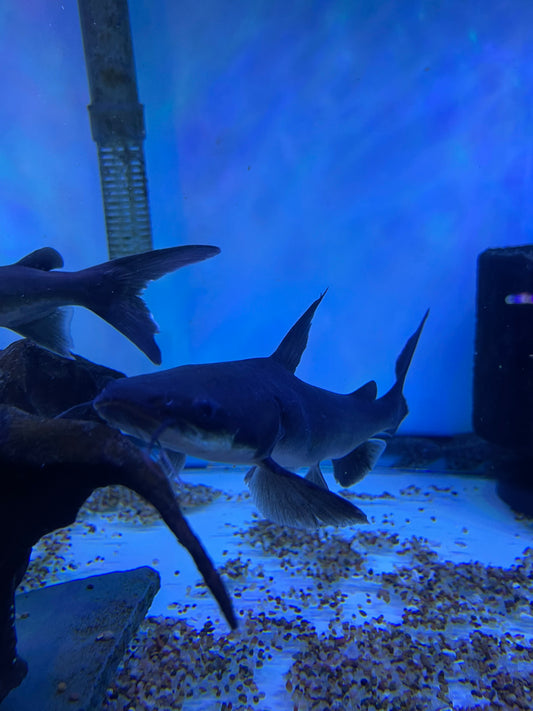 Papuan Shark Catfish (Neoarius graeffei)