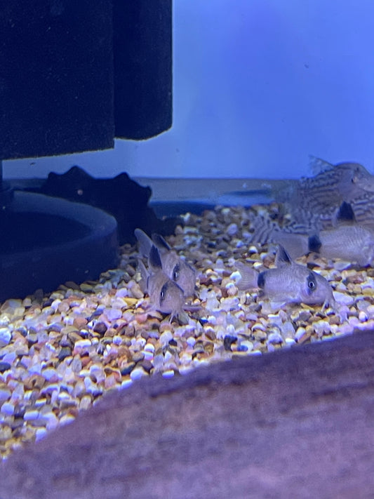 Panda Cory Catfish (Corydoras panda