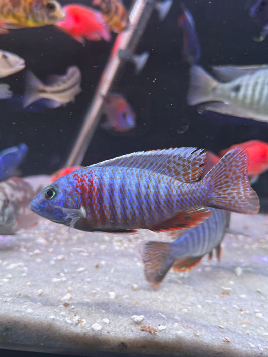 Red Shoulder Peacock