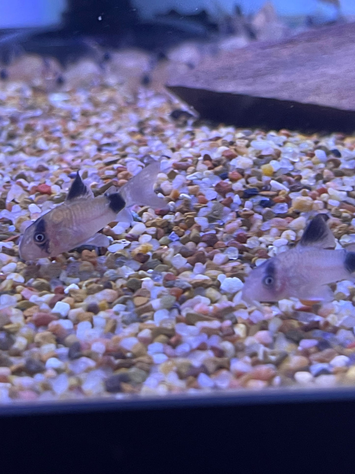 Panda Cory Catfish