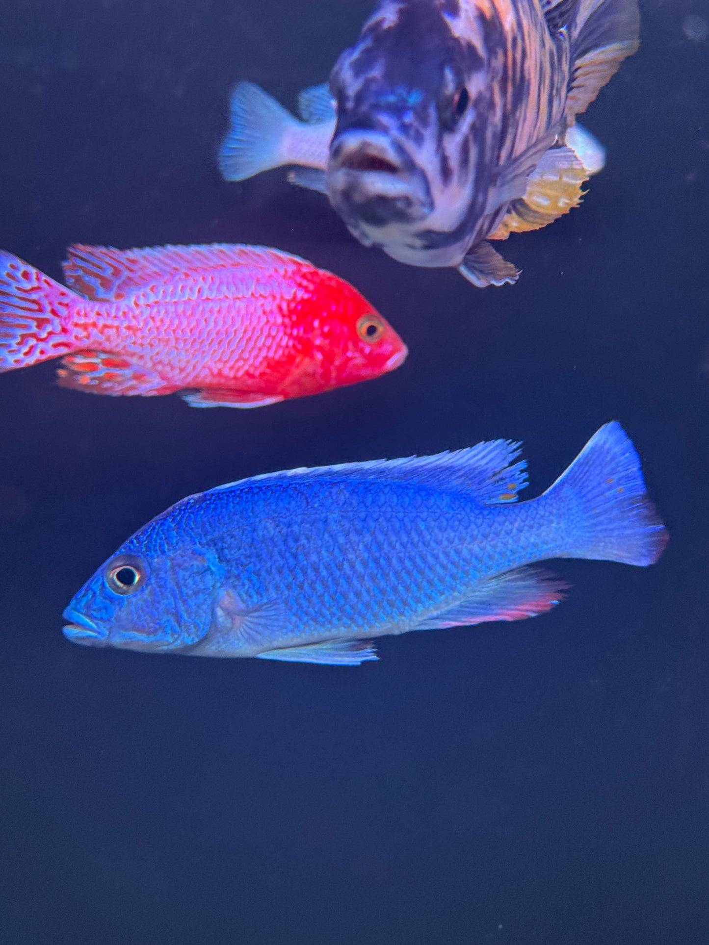 Electric Blue Hap (Sciaenochromis fryeri)