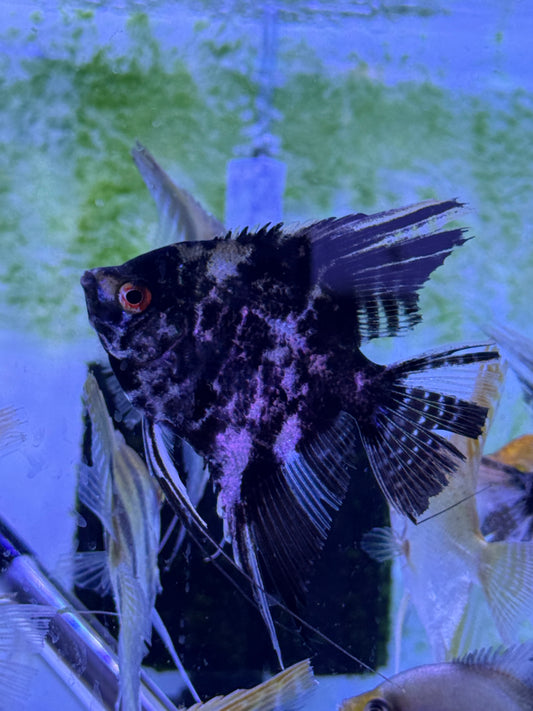 Large Black marble Angel Fish Pterophyllum scalare