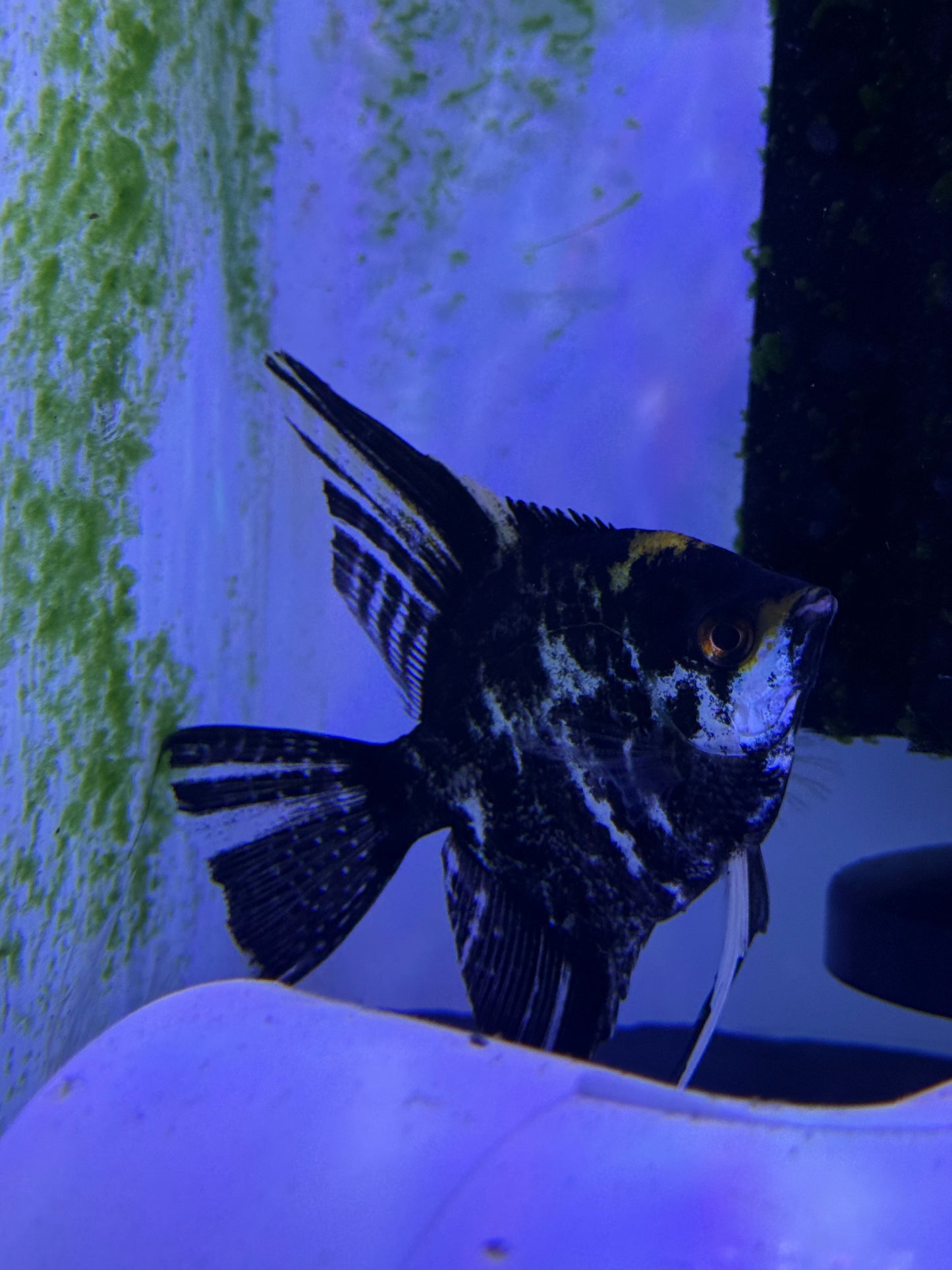Large Black marble Angel Fish Pterophyllum scalare