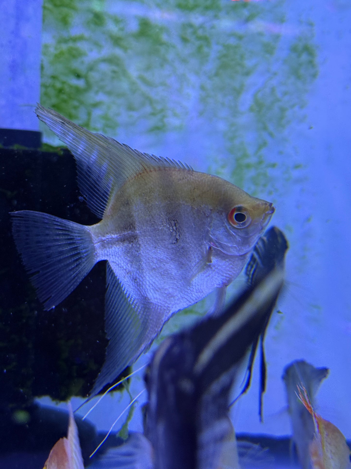 Large Zebra Angel fish Pterophyllum scalare