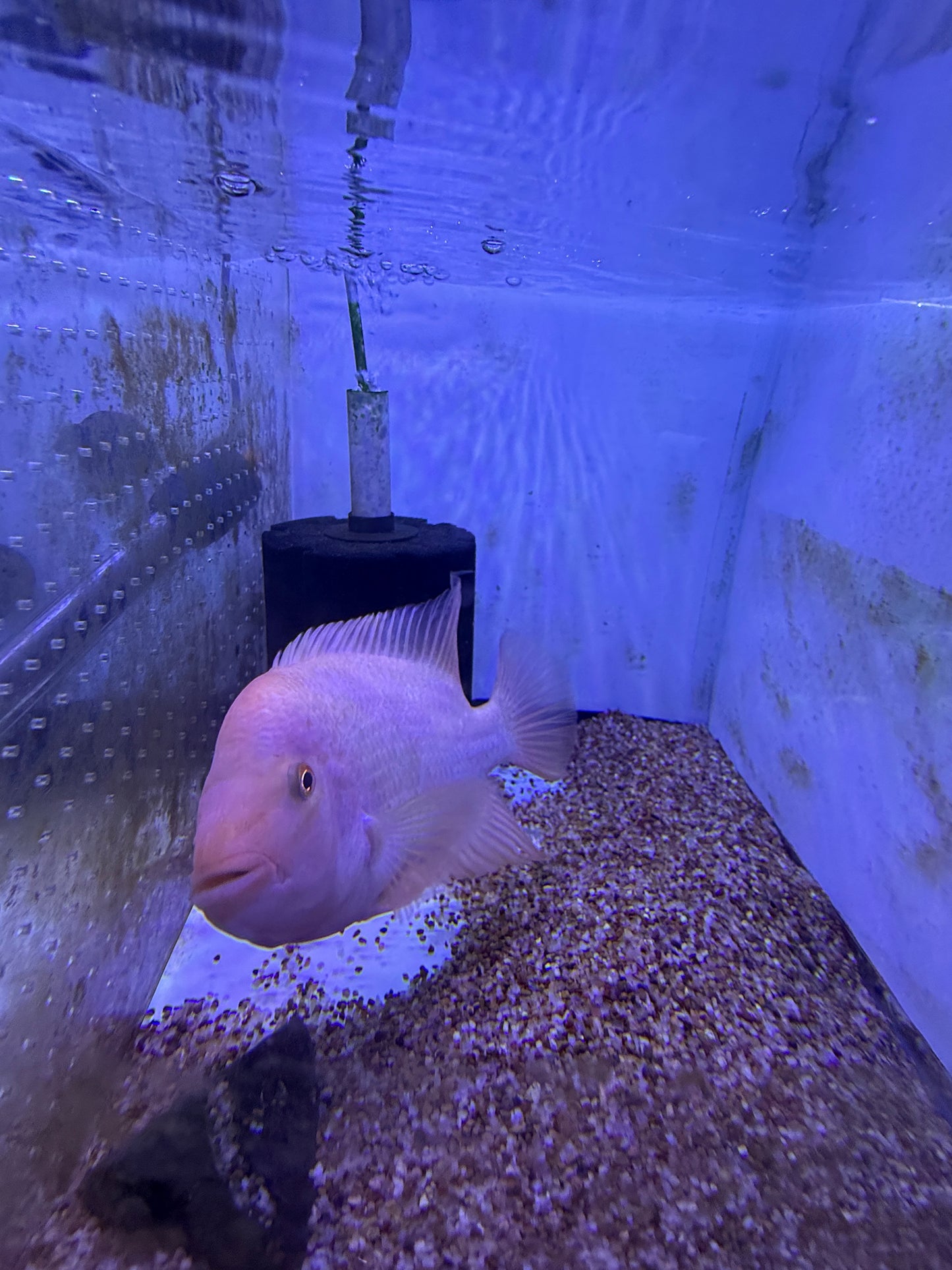 Red Devil / Midas Cichlid