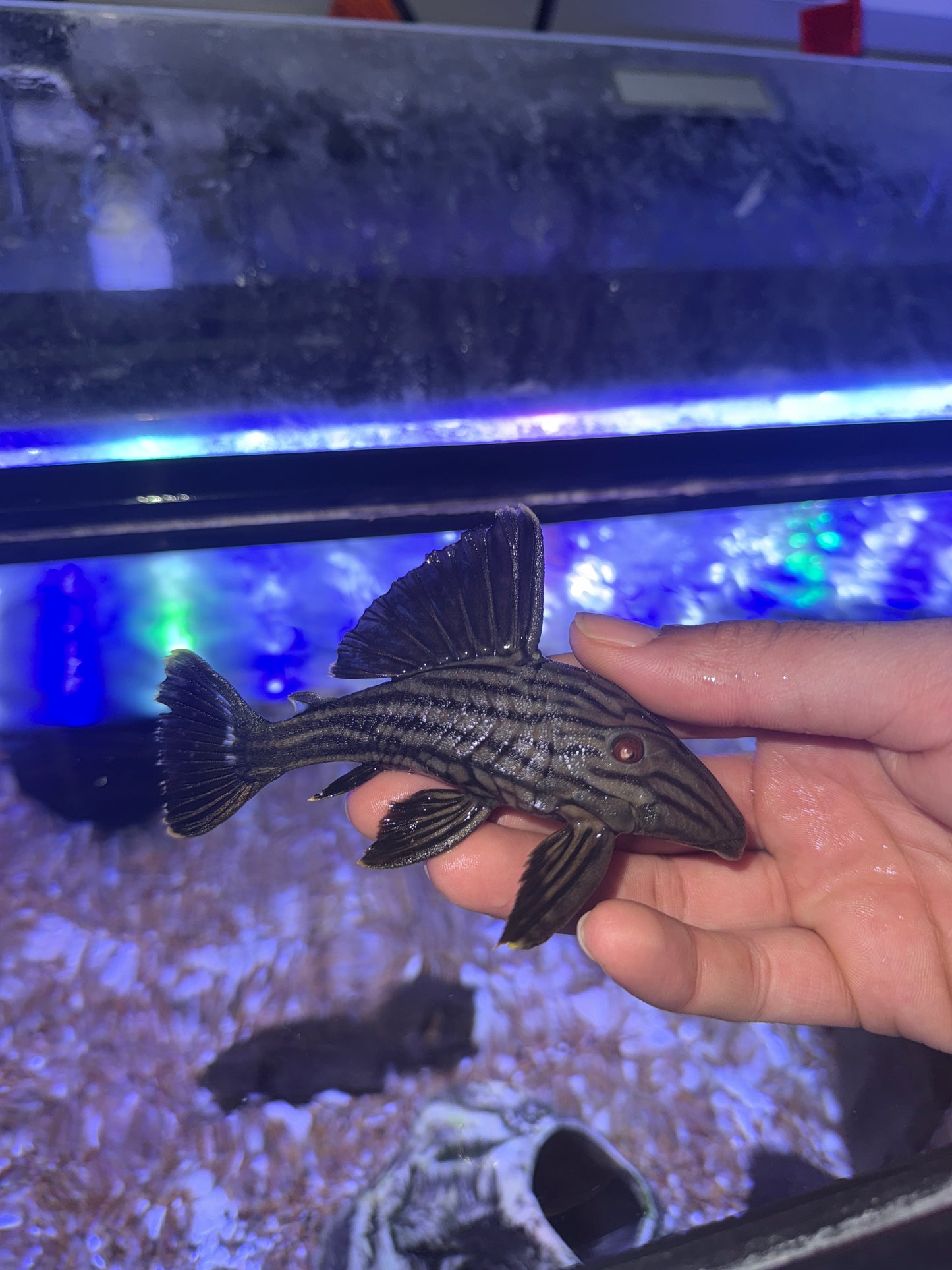 L190 Royal Pleco (Panaque cf. Nigrolineatus)