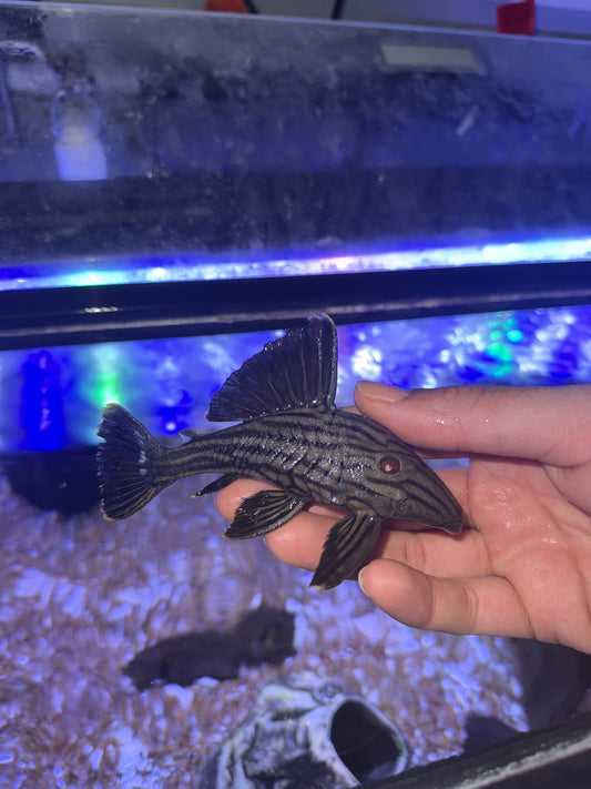 L190 Royal Pleco (Panaque cf. Nigrolineatus)