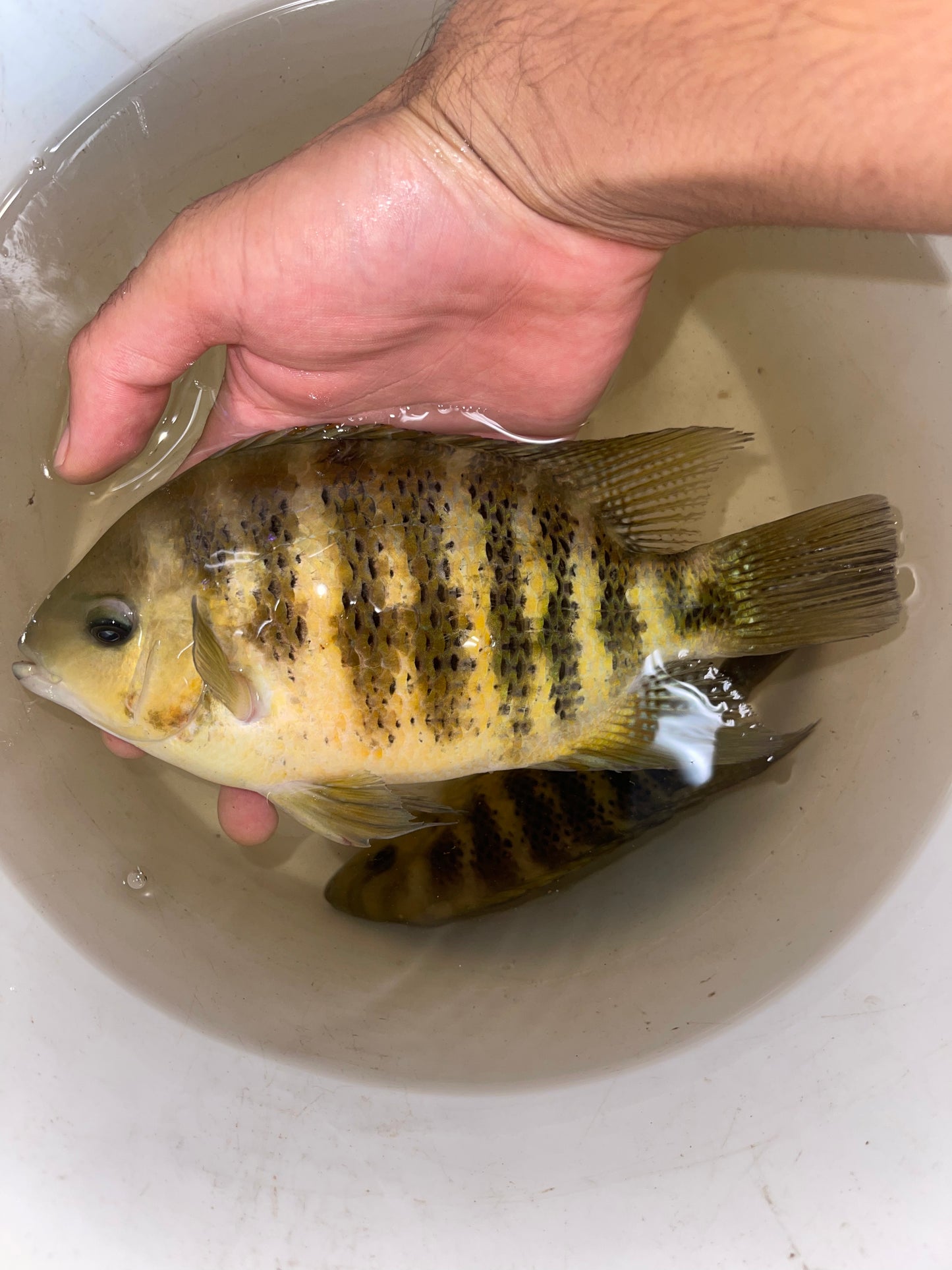 Rare !! Cichlasoma bocourti