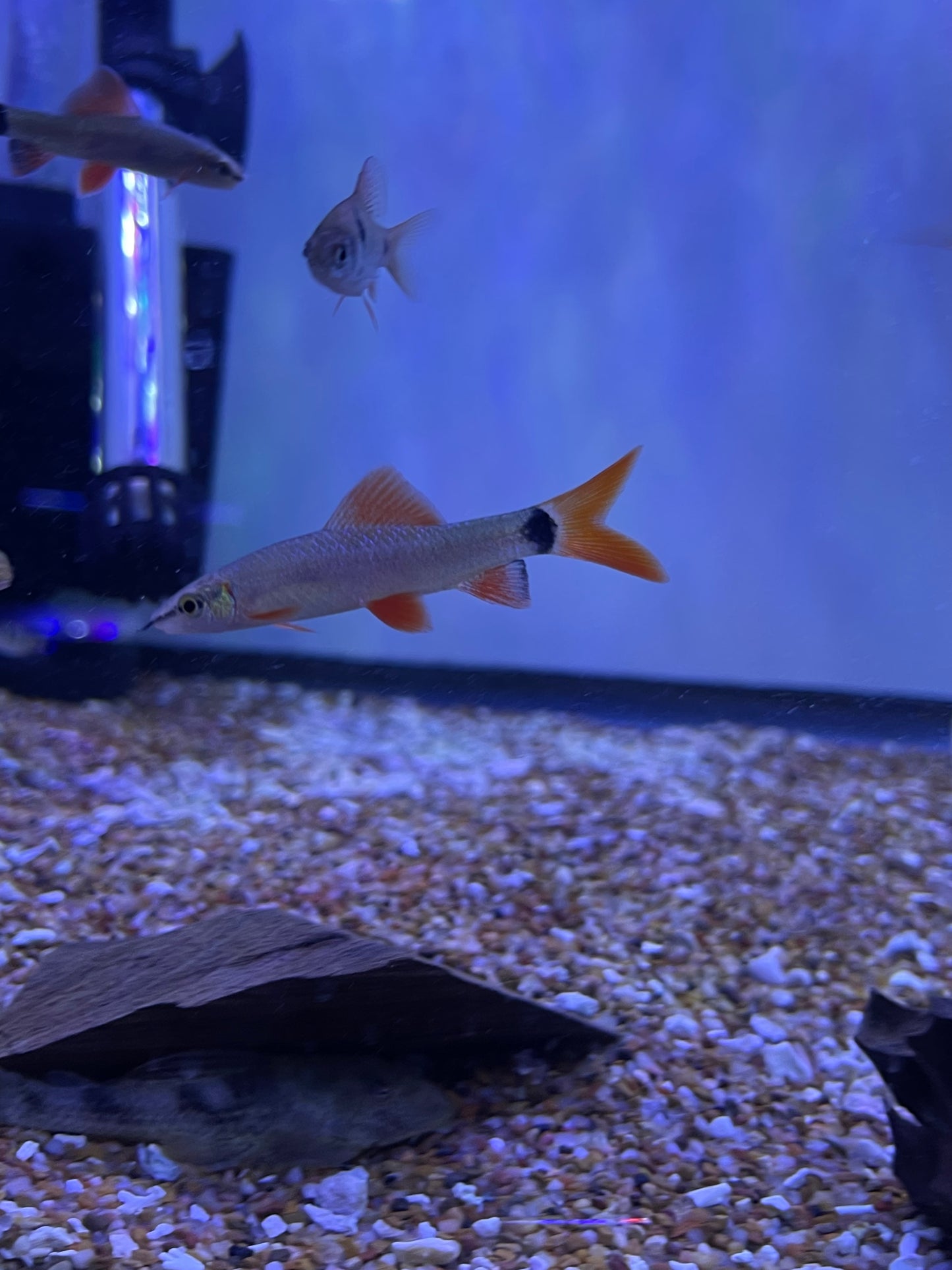 Rainbow shark (Epalzeorhynchos frenatum)