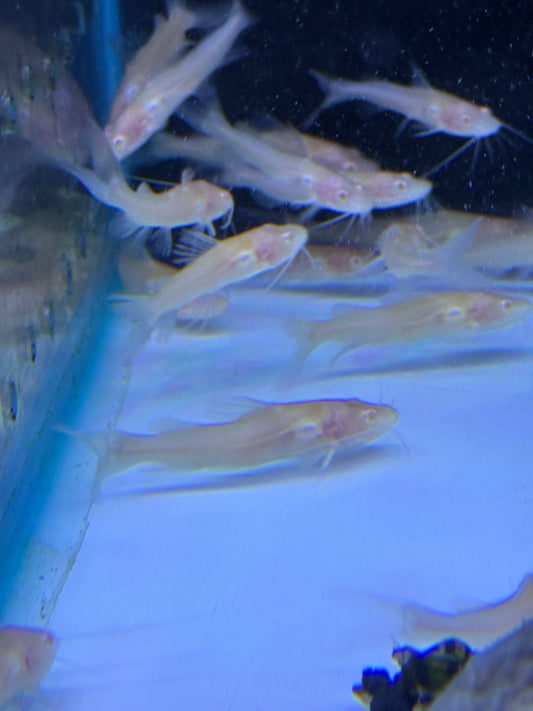 Albino Asian Redtail Catfish (Hemibagrus wyckioides)