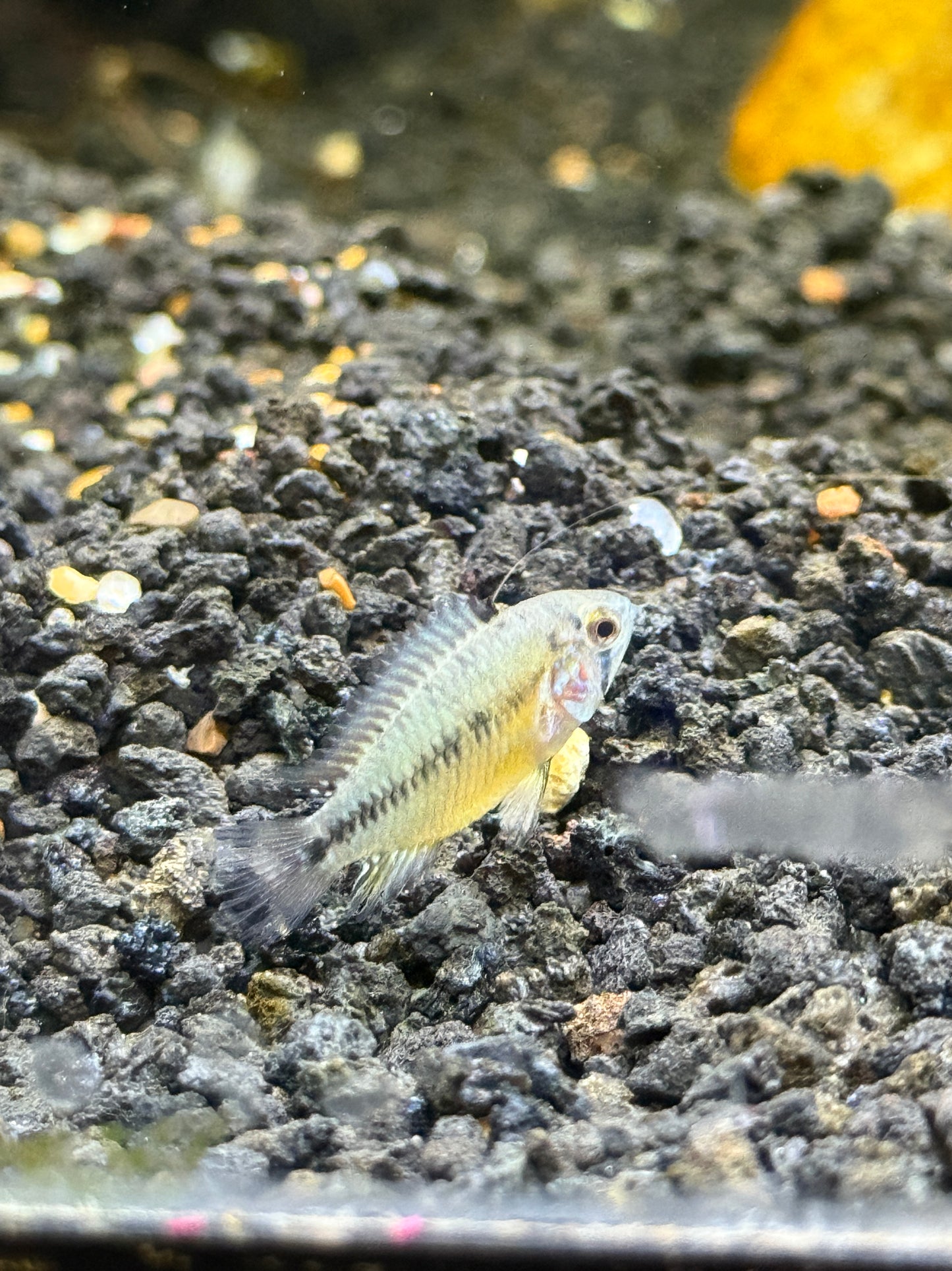 Yellow dwarf cichlid Apistogramma borellii