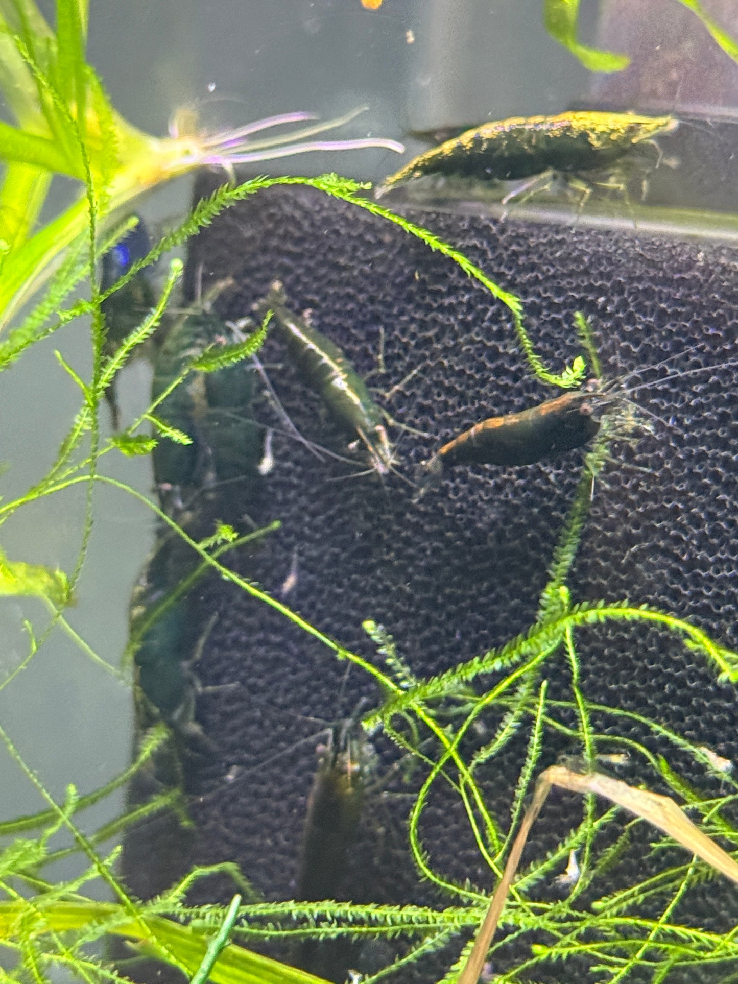 Green Hulk Shrimp Neocaridina