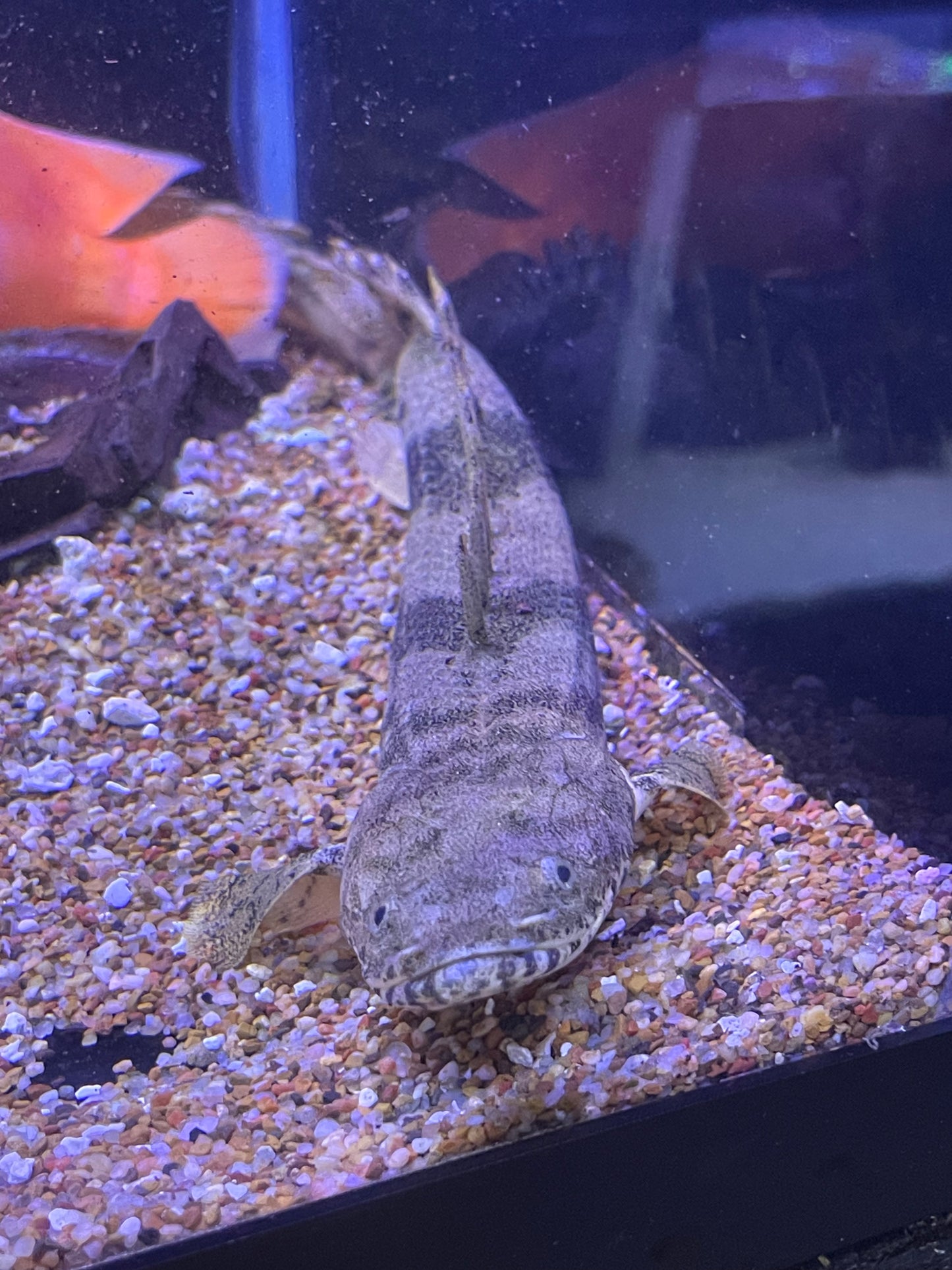 Polypterus endlicheri endlicheri
Saddled Bichir