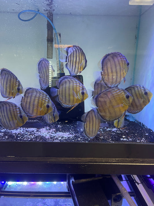 Wild Discus Green Teffe