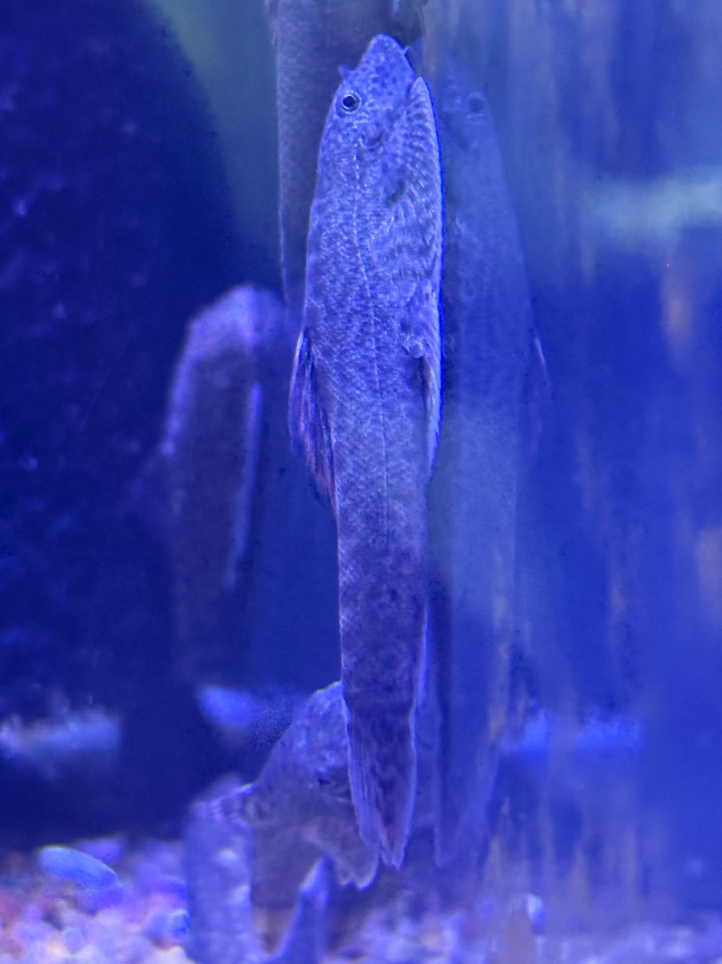 Purple Fin Hillstream Loach (Pseudogastromyzon cf. laticeps)