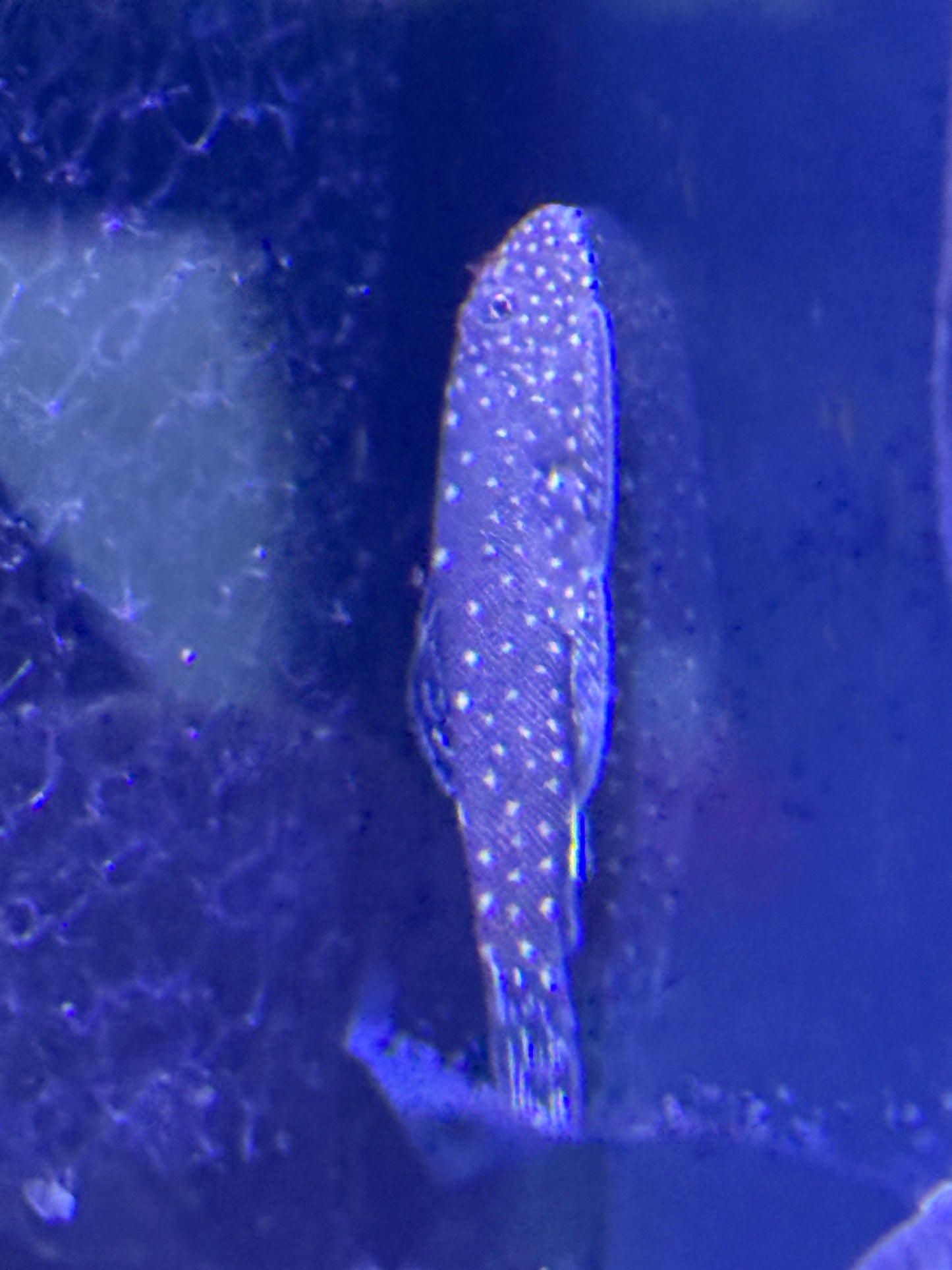 Spotted Borneo Sucker (Gastromyzon punctulatus)