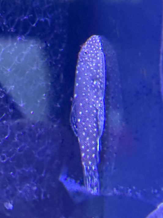 Spotted Borneo Sucker (Gastromyzon punctulatus)