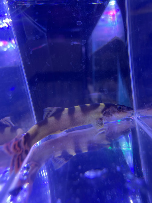 Leptobotia pellegrini