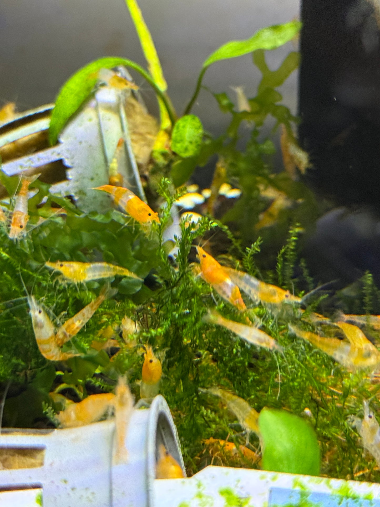 Orange Rilli Shrimp