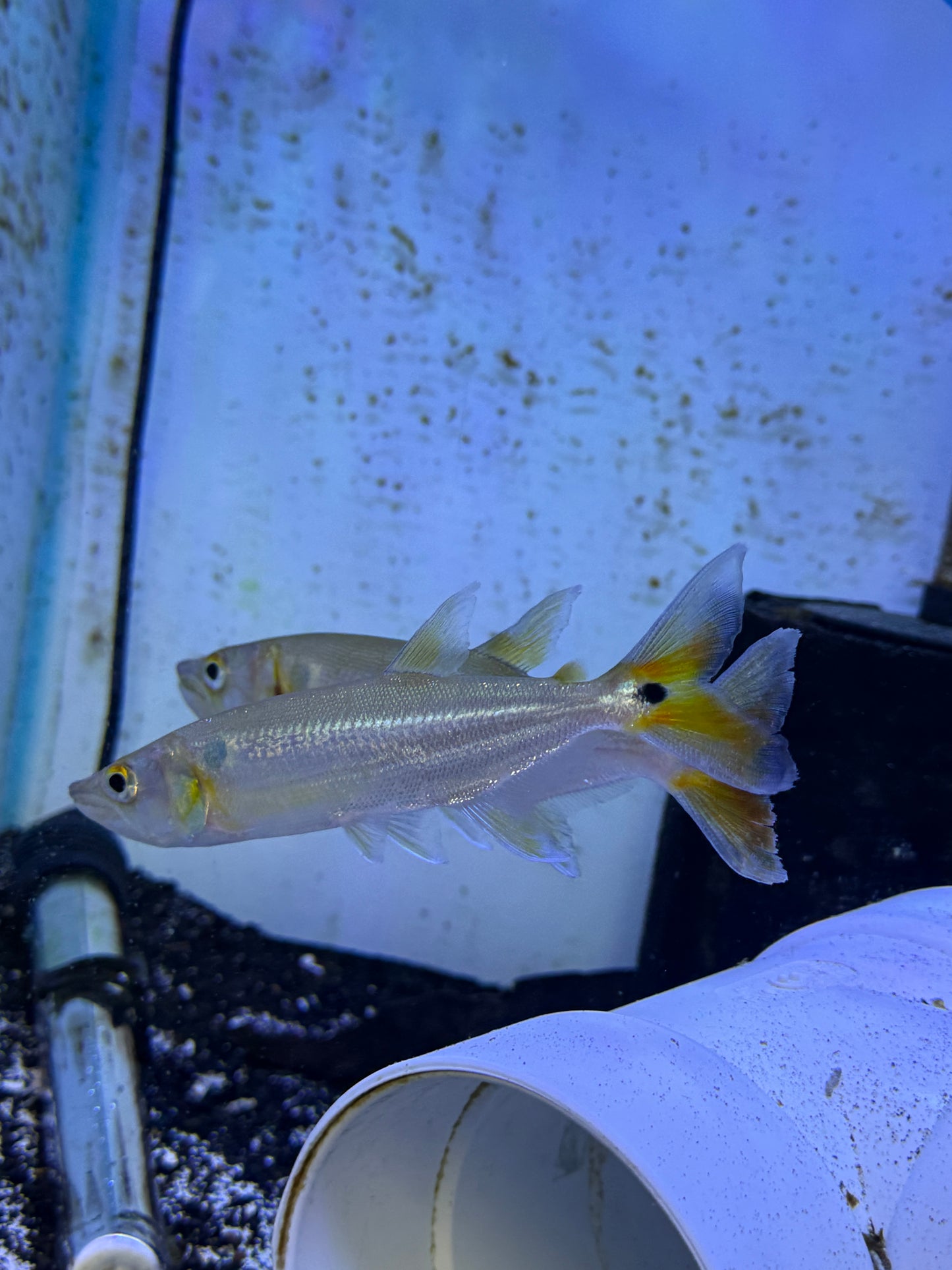 Red Tail Barracuda (Acestrorhynchus Falcatus)