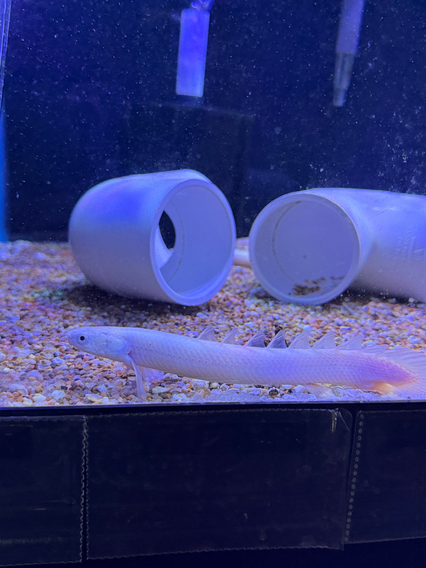 Large Platinum Senegal Bichir (Polypterus Senegalus