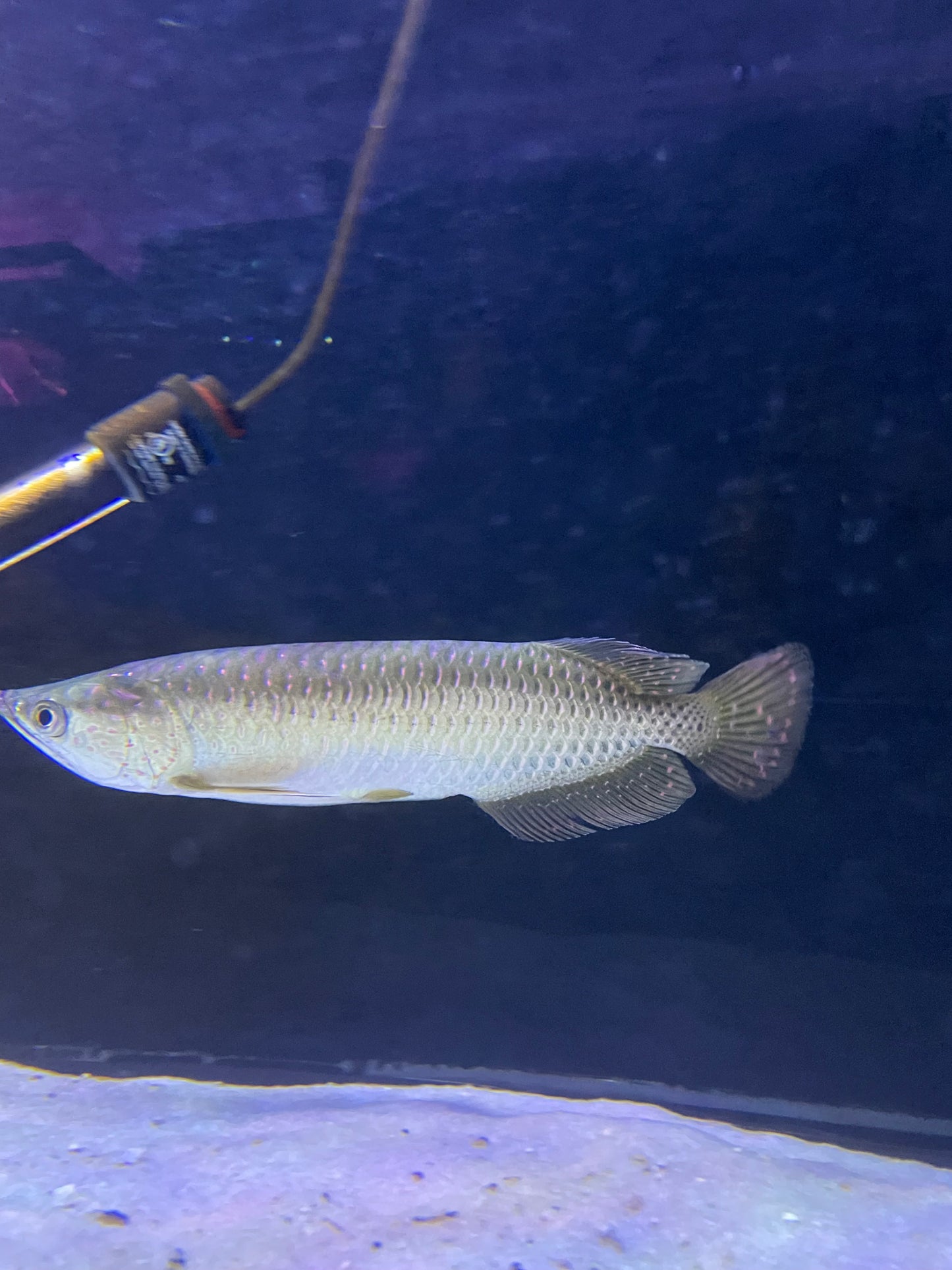 Super rare Show size !!!! Jardini Arowana (Scleropages Jardinii)