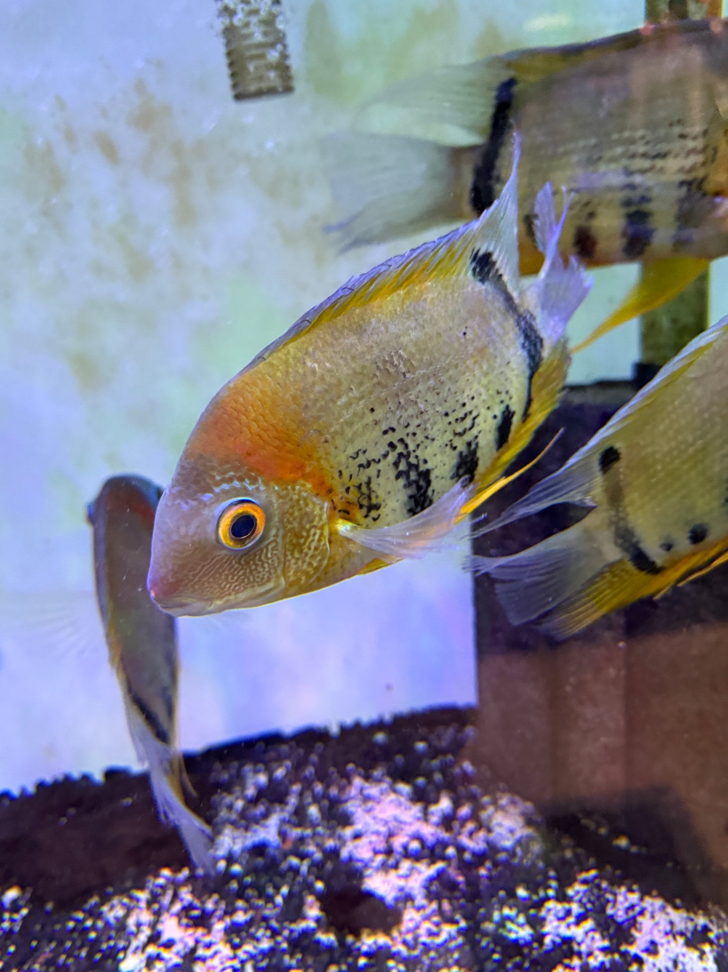 Red Shoulder Rotkeil Severum