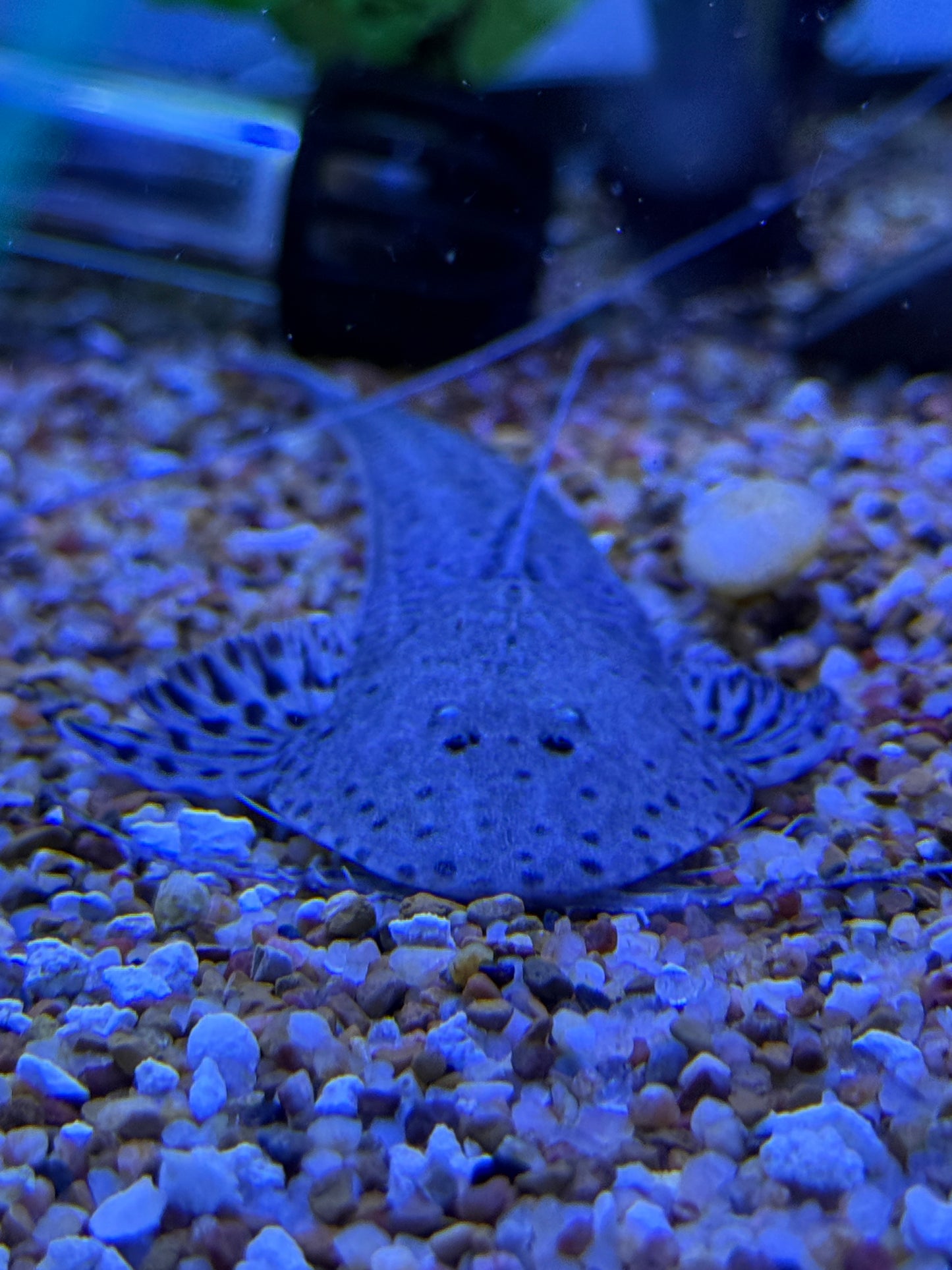 Planiloricaria cryptodon Loricaria
Spoon Face Whiptail