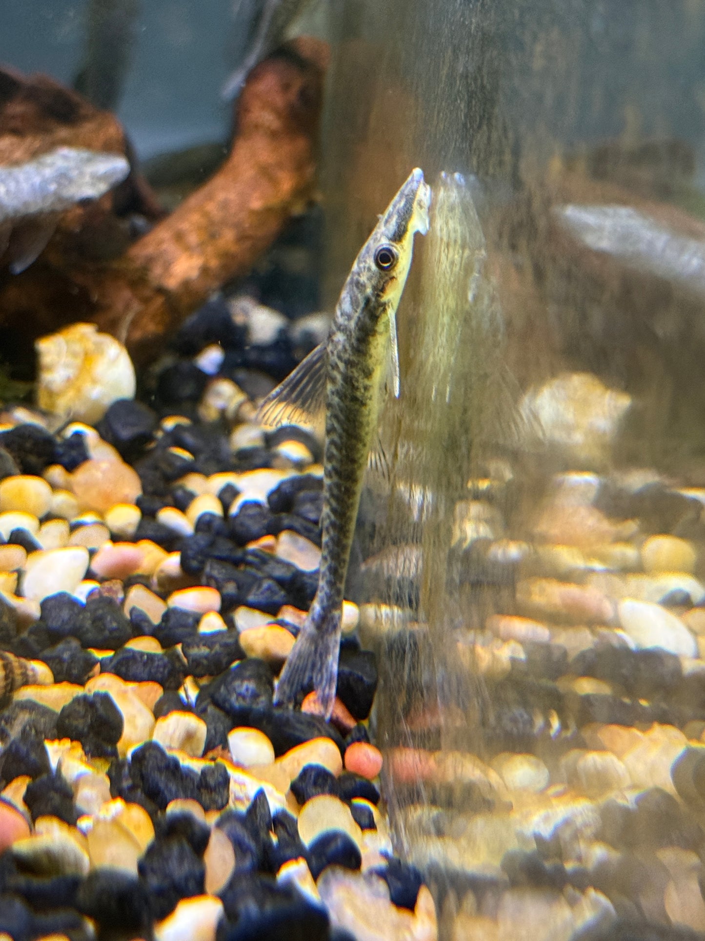 Keeled Otocinclus Oxyropsis acutirostris