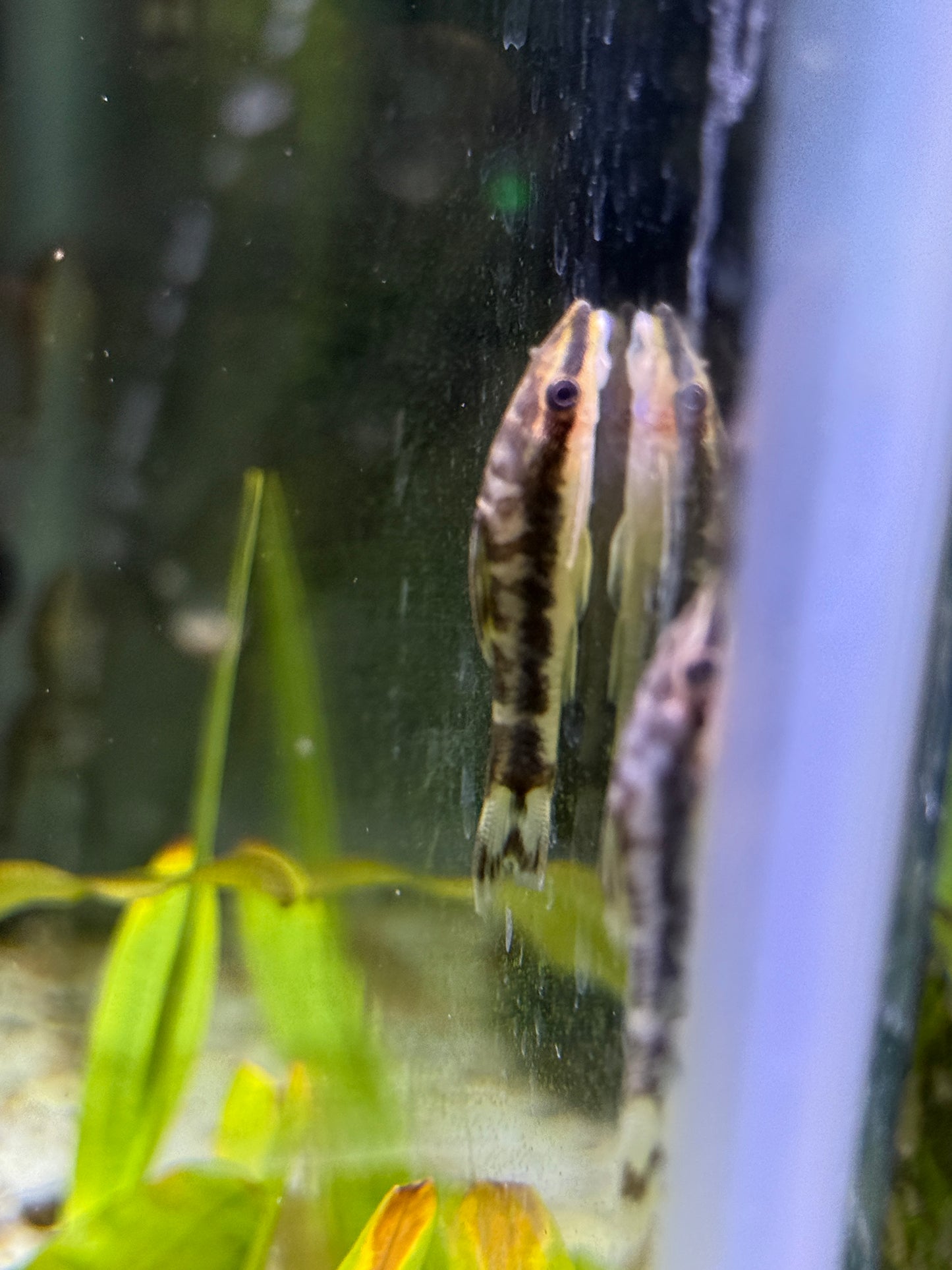 Rio Tigre Zebra Otocinclus (Otocinclus cocama)