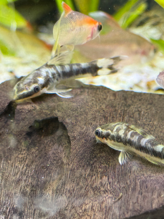 Rio Tigre Zebra Otocinclus (Otocinclus cocama)