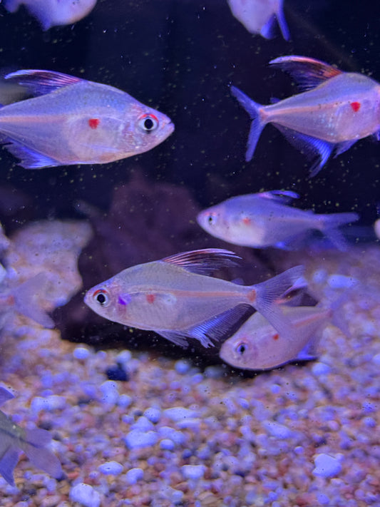 Bleeding Heart Tetra