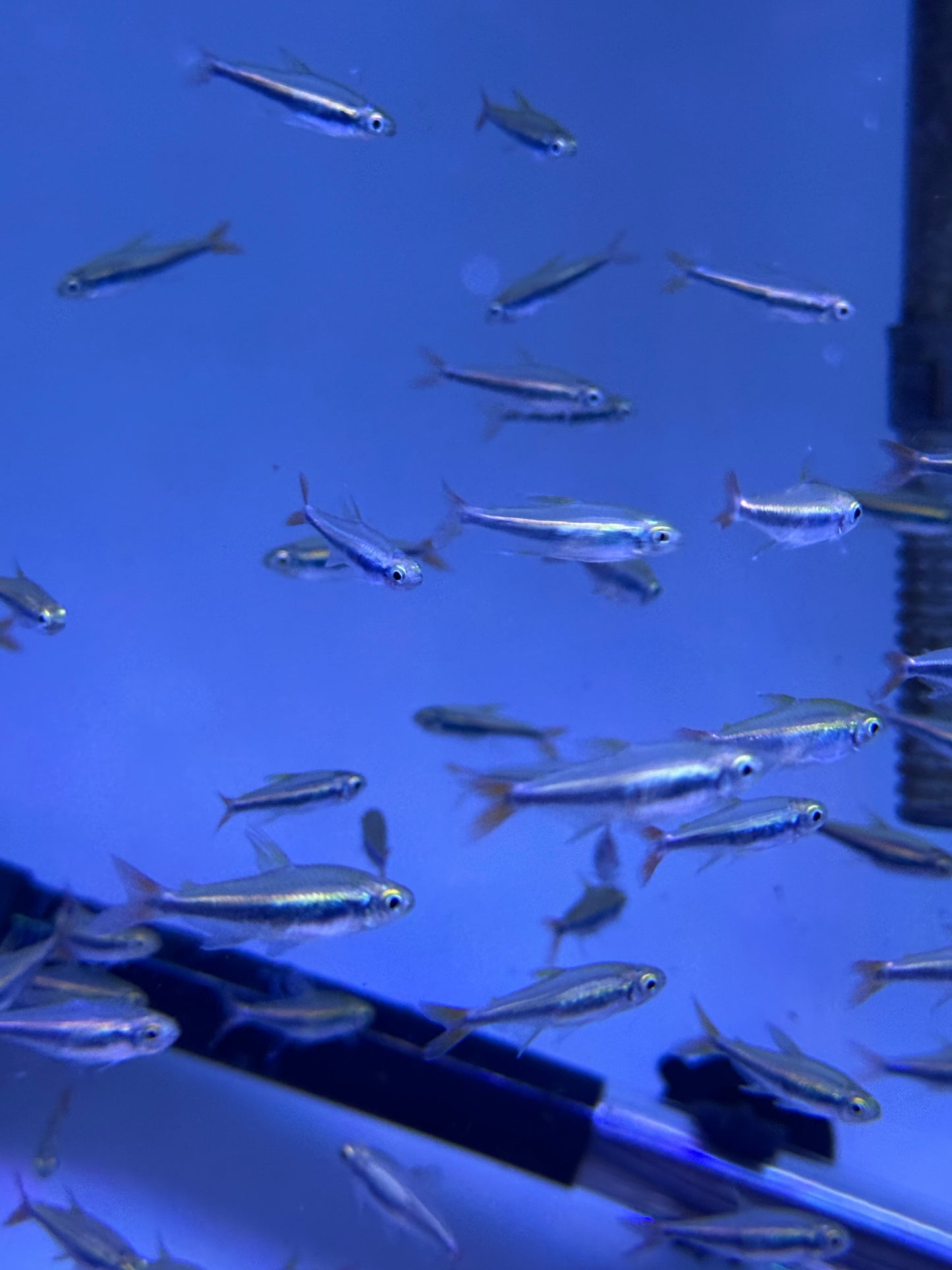 Tetra Loreto Hyphessobrycon loretoensis