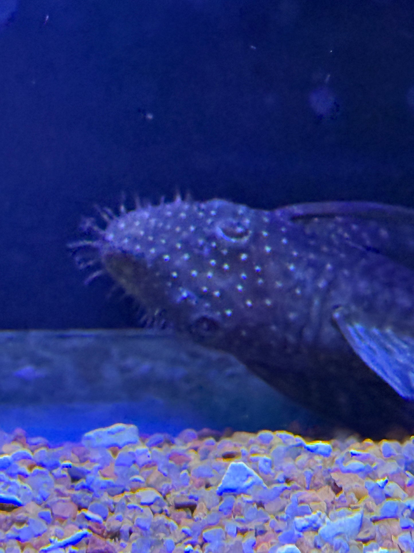 Ancistrus sp. LDA45 / L349
Green Spot Momon Bristlenose Pleco Bushy/Bristle Nose Peru