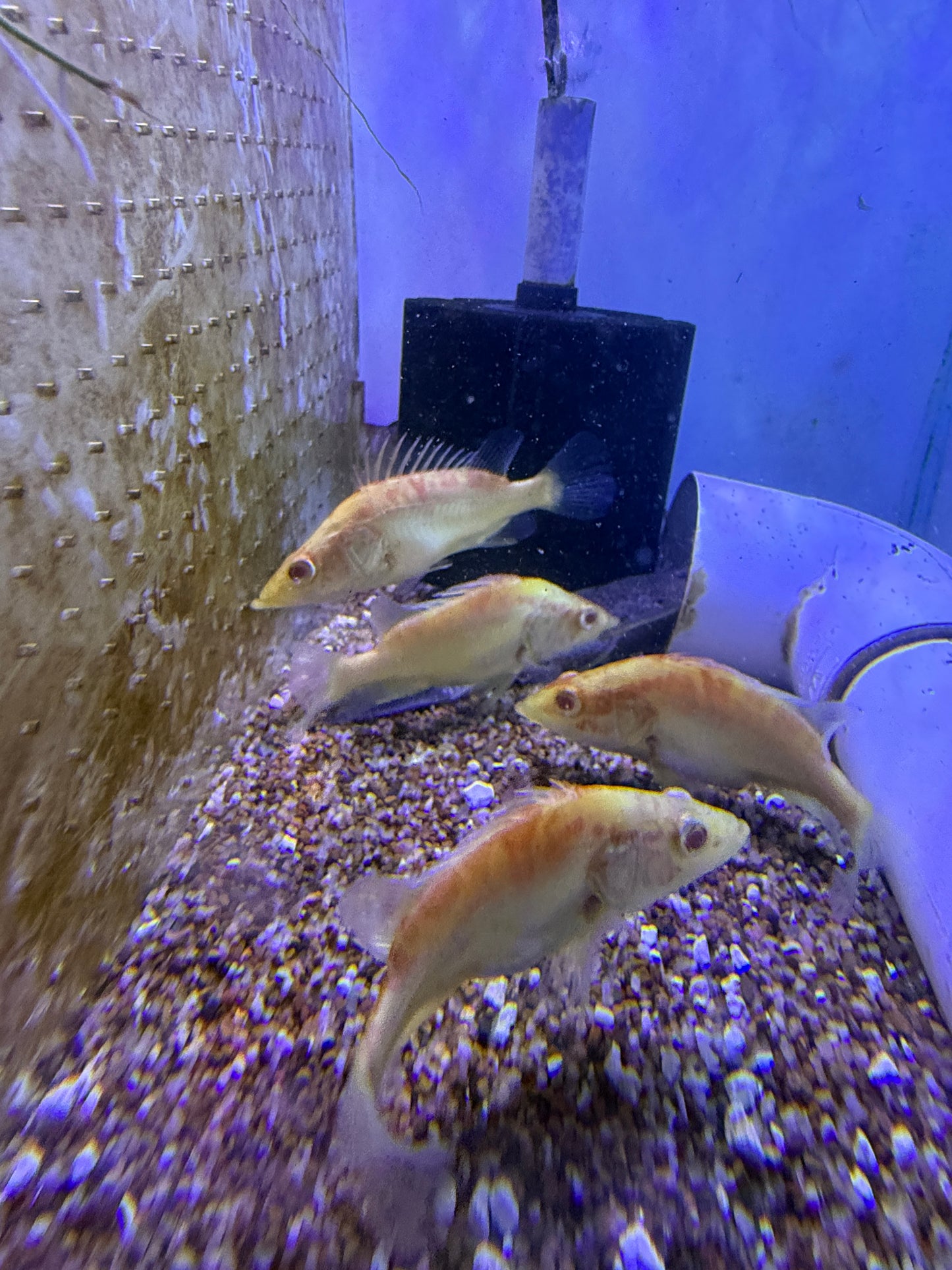 ALBINO CHINESE PERCH (SINIPERCA CHUATSI)