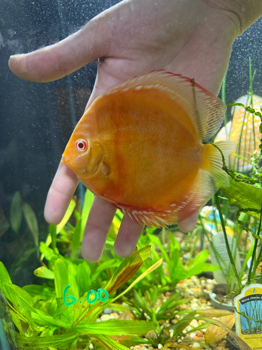 Albino Red Pigeon Strain Discus