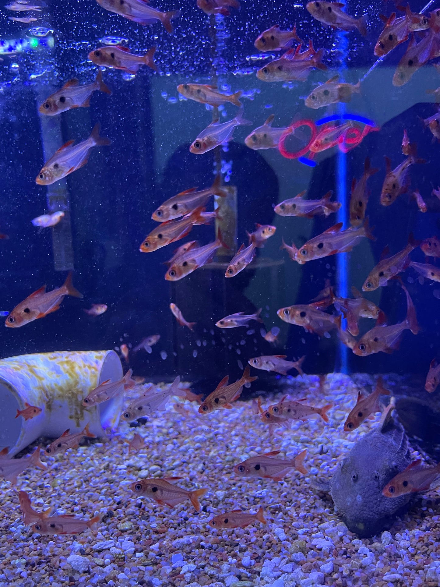 Red Phantom Tetra