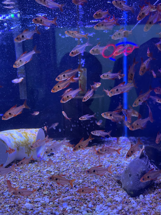 Red Phantom Tetra