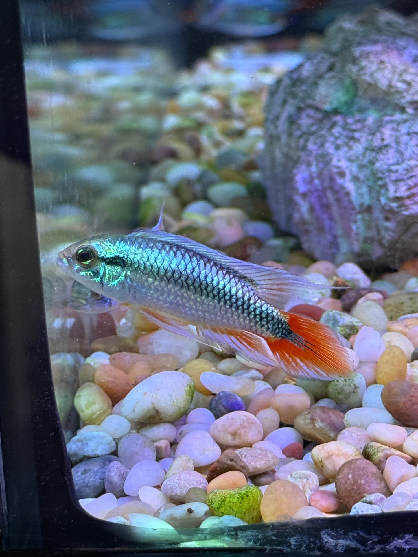 Apisto agassizii 'Blue Flame Apistogramma agassizii