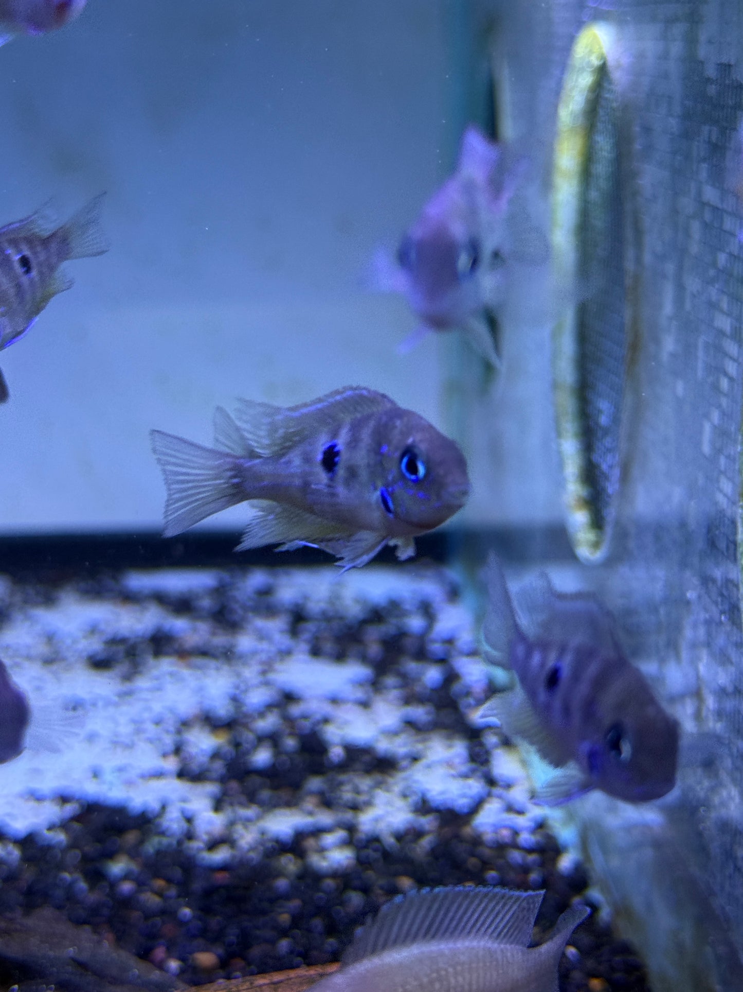 Thorichthys ellioti Ellioti Cichlid