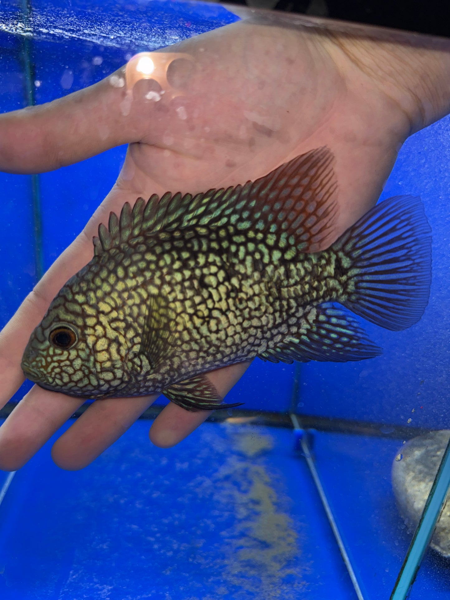 Show Fish Electric blue Carpintis