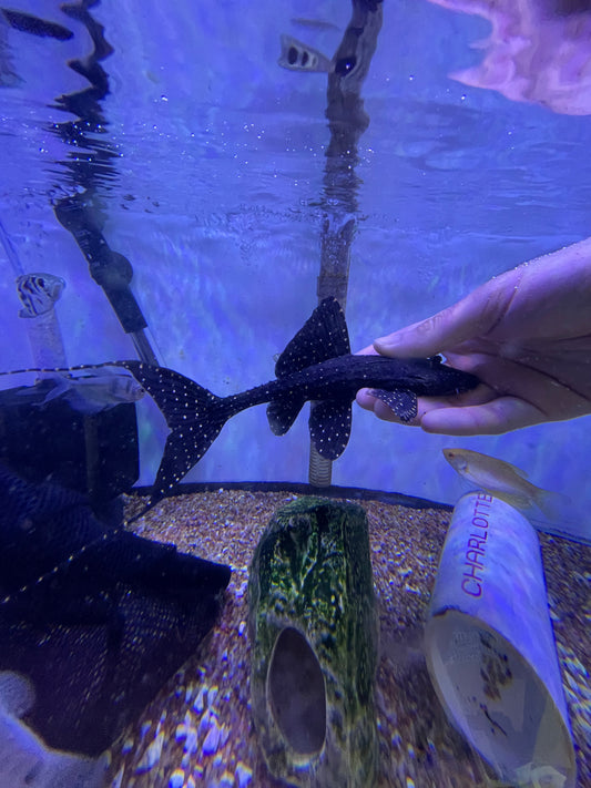 Adonis Pleco Acanthicus adonis Peru