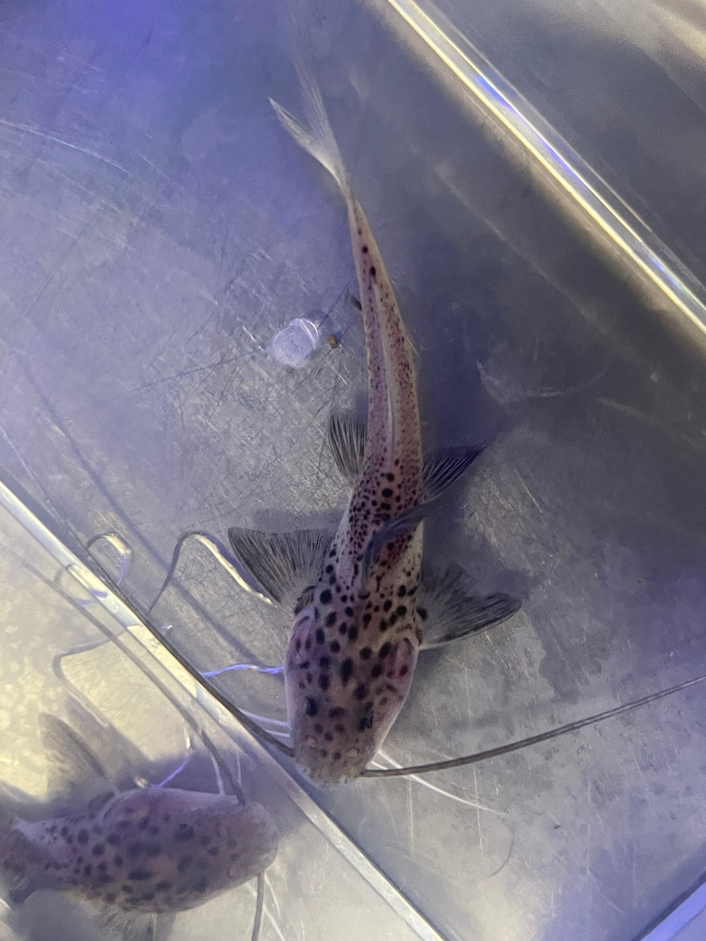 Bolt Catfish (Aguarunichthys torosus)