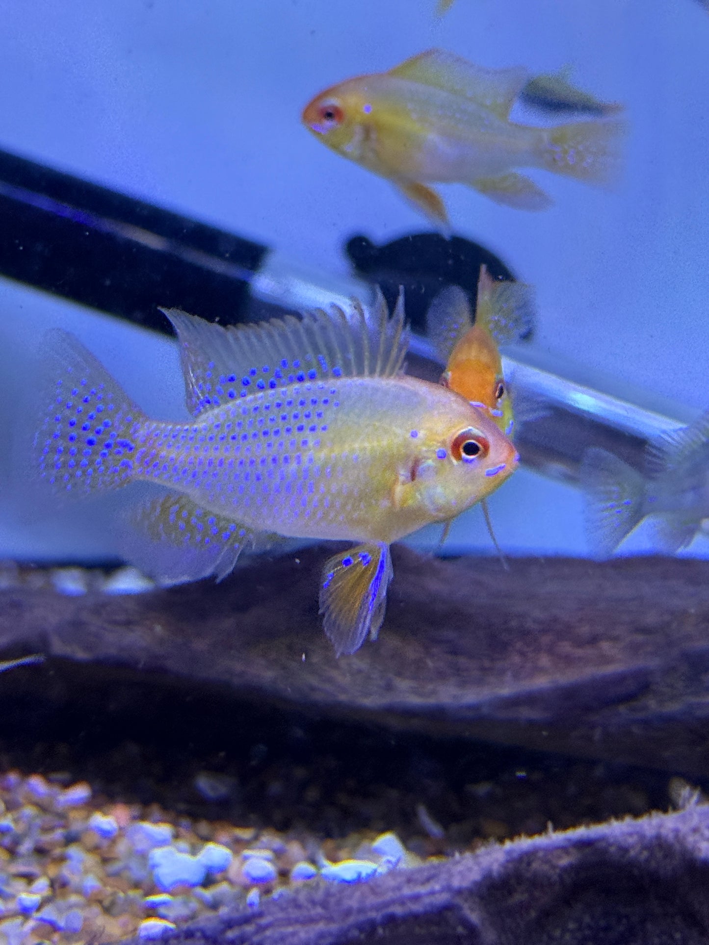 Golden German Ram