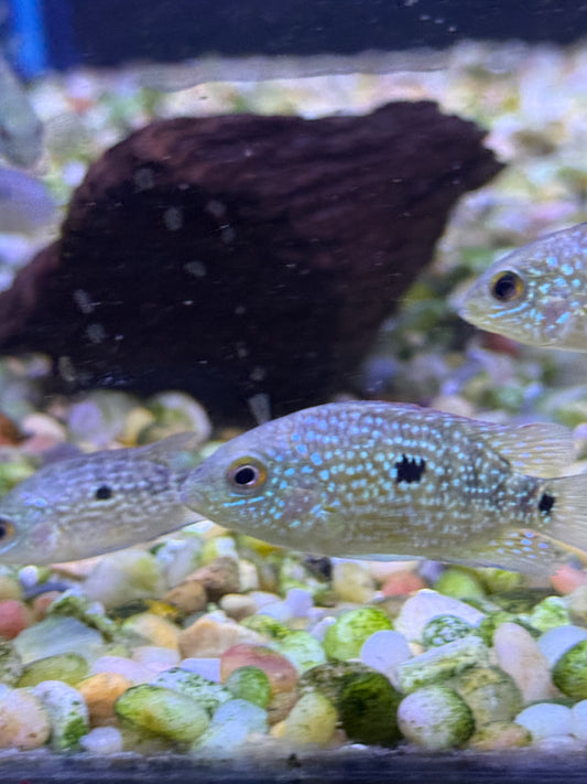 Texas cichlid (Herichthys cyanoguttatus)