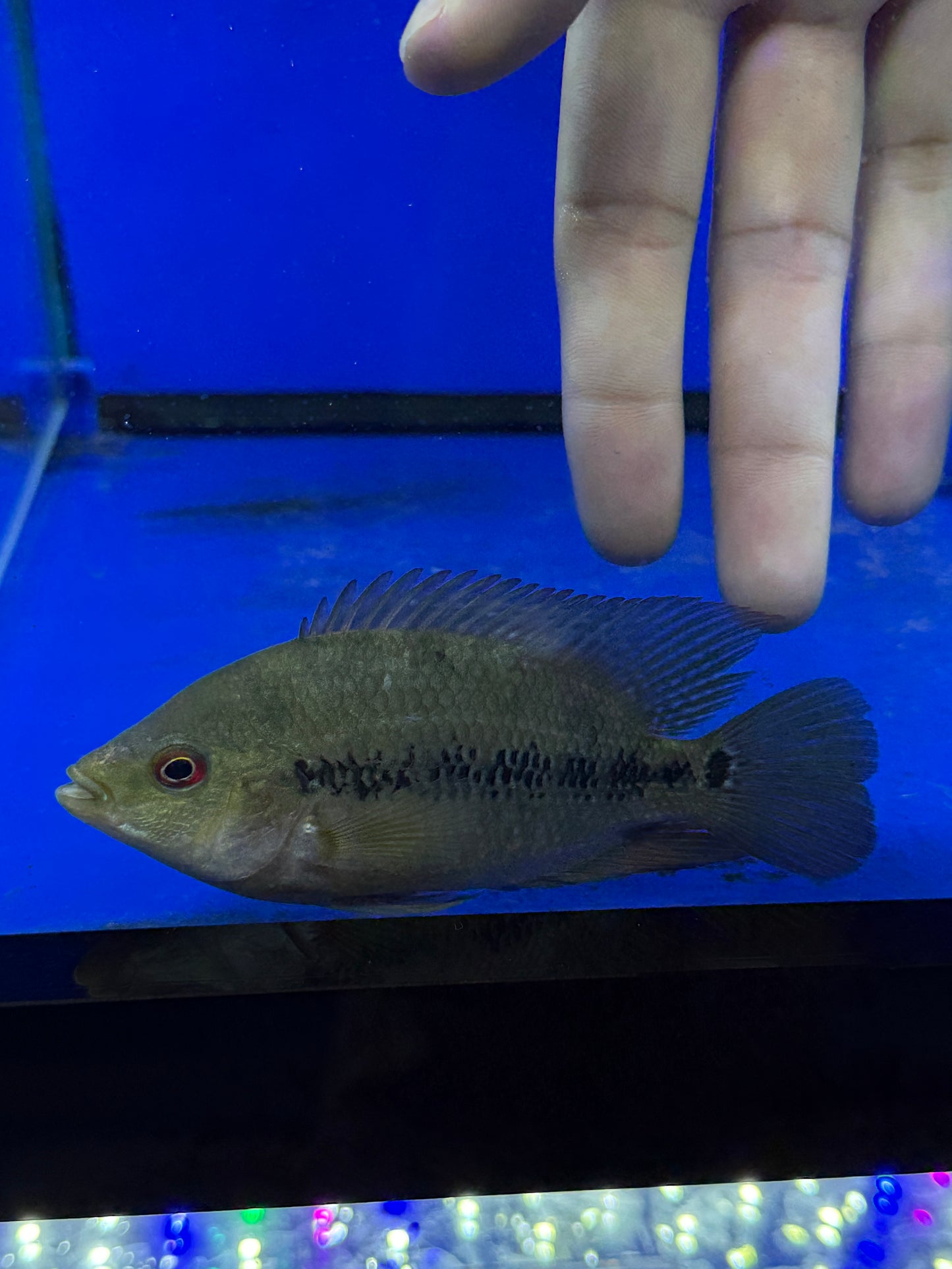 Lyonsi cichlid (Amphilophus lyonsi)