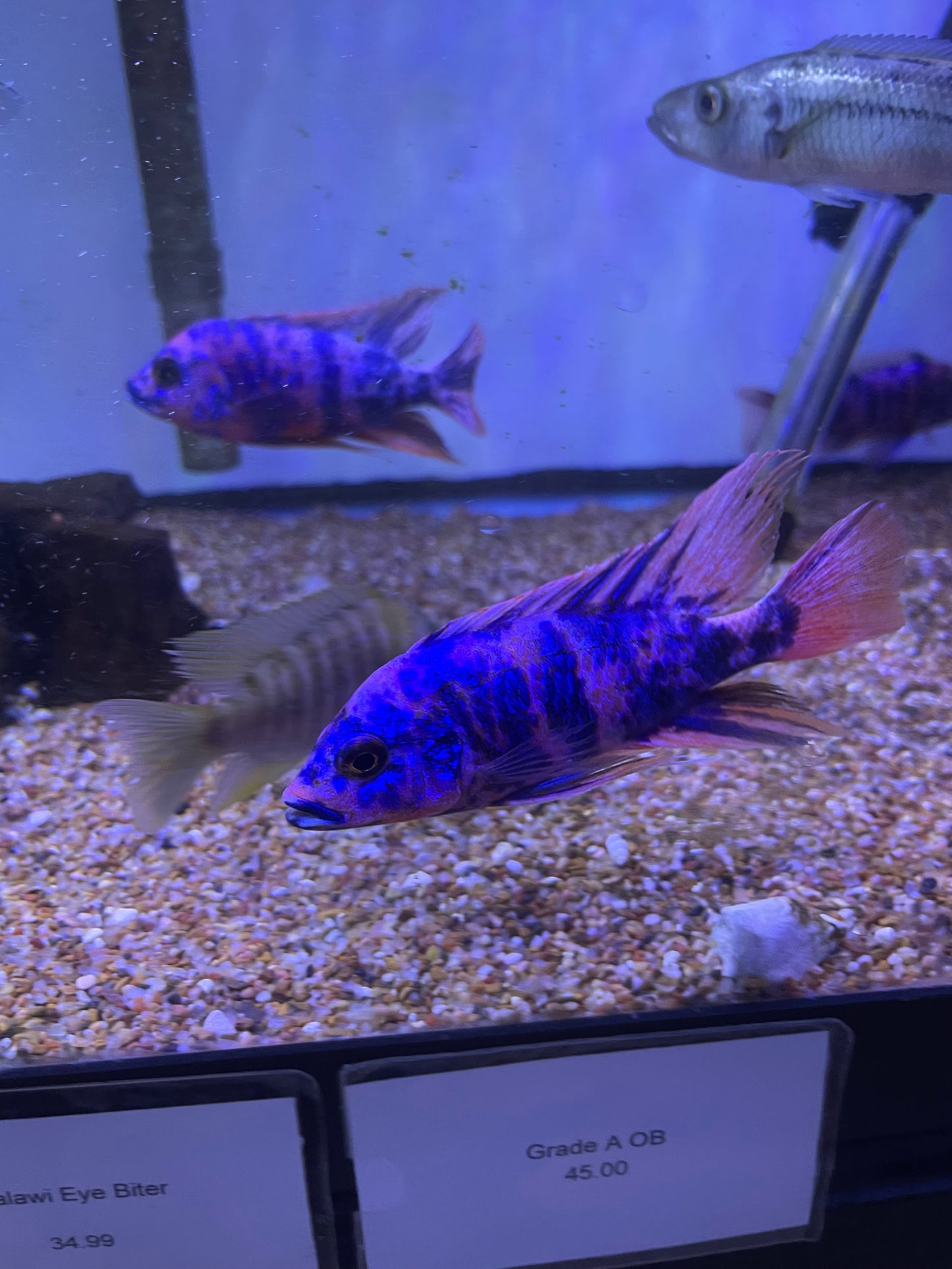 Fired up !! Ob Peacocks